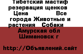 Тибетский мастиф резервация щенков › Цена ­ 100 000 - Все города Животные и растения » Собаки   . Амурская обл.,Шимановск г.